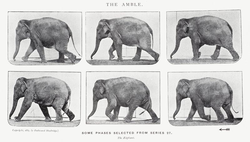 إيدويرد مويبريدج: The Amble بواسطة ايدويرد مويبريدج