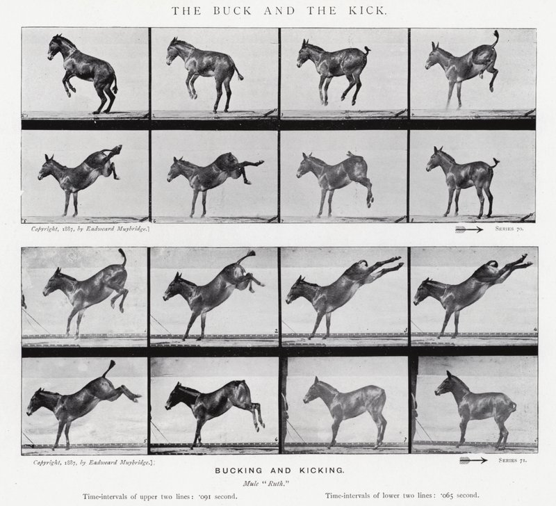 Eadweard Muybridge: The Buck and the Kick (b/w photo) بواسطة ايدويرد مويبريدج