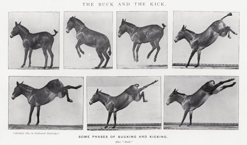 Eadweard Muybridge: The Buck and the Kick (صورة b / w) بواسطة ايدويرد مويبريدج