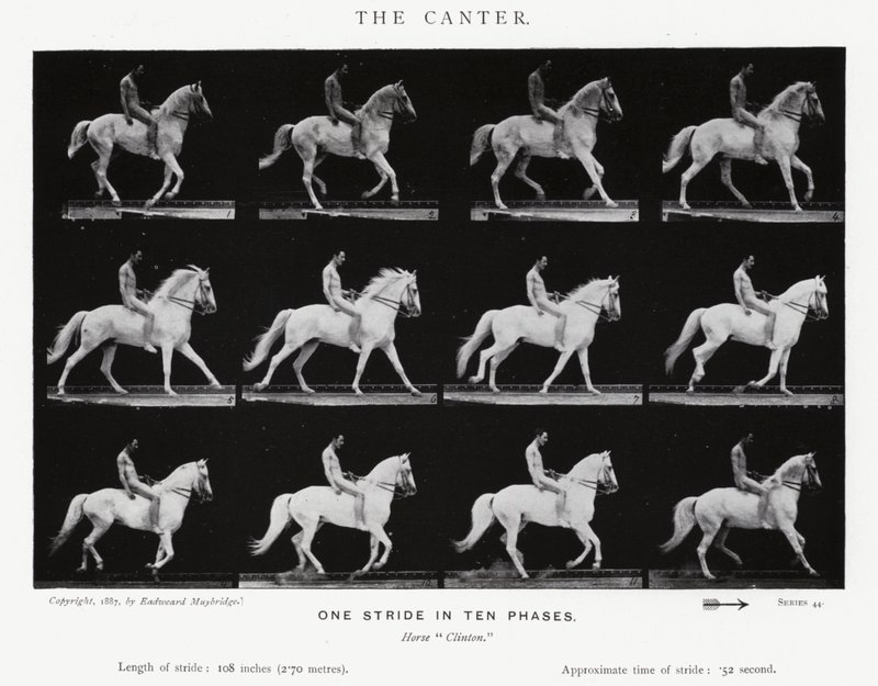 Eadweard Muybridge: The Canter (صورة b / w) بواسطة ايدويرد مويبريدج