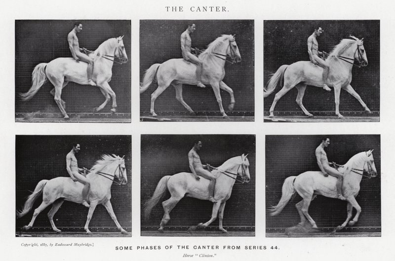 Eadweard Muybridge: The Canter (صورة b / w) بواسطة ايدويرد مويبريدج