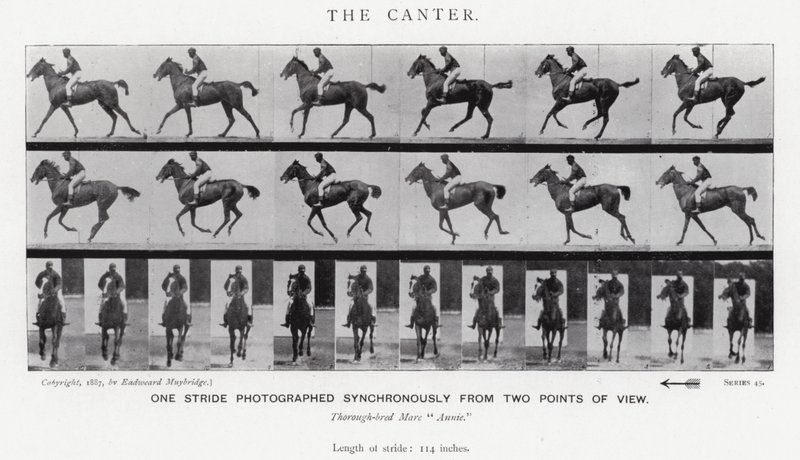 Eadweard Muybridge: The Canter (صورة b / w) بواسطة ايدويرد مويبريدج