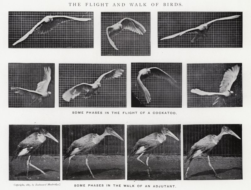 Eadweard Muybridge: The Flight and Walk of Birds (صورة b / w) بواسطة ايدويرد مويبريدج