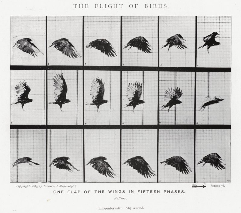 Eadweard Muybridge: The Flight of Birds (b/w photo) بواسطة ايدويرد مويبريدج