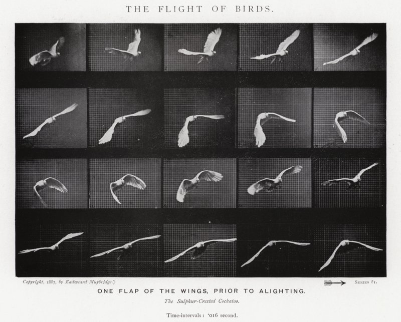 Eadweard Muybridge: The Flight of Birds (صورة b / w) بواسطة ايدويرد مويبريدج