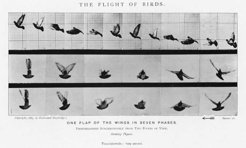 Eadweard Muybridge: The Flight of Birds (صورة b / w) بواسطة ايدويرد مويبريدج