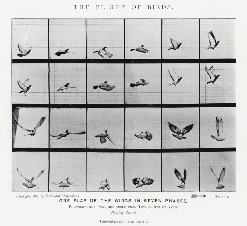 Eadweard Muybridge: The Flight of Birds (صورة b / w) بواسطة ايدويرد مويبريدج