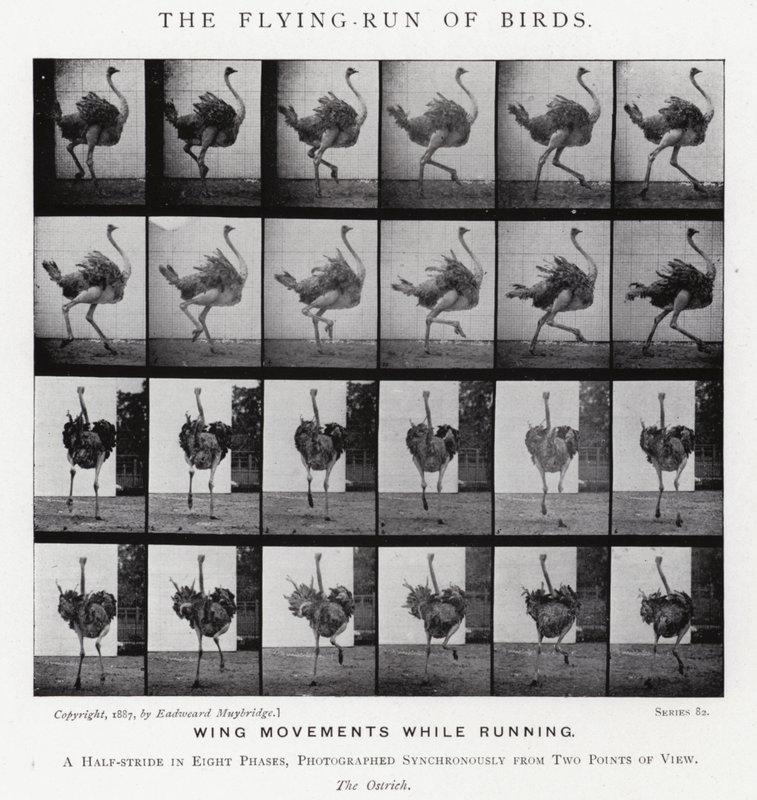 Eadweard Muybridge: The Flying-Run of Birds (صورة b / w) بواسطة ايدويرد مويبريدج