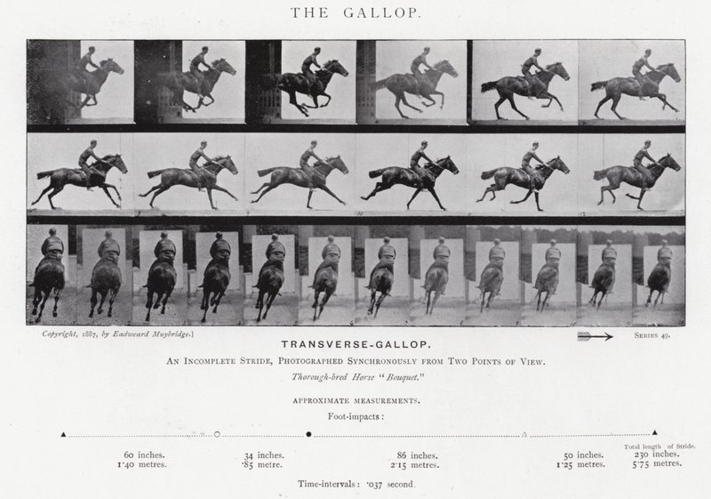 Eadweard Muybridge: The Gallop (b/w photo) بواسطة ايدويرد مويبريدج
