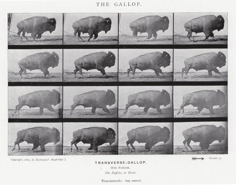 Eadweard Muybridge: The Gallop (b/w photo) بواسطة ايدويرد مويبريدج