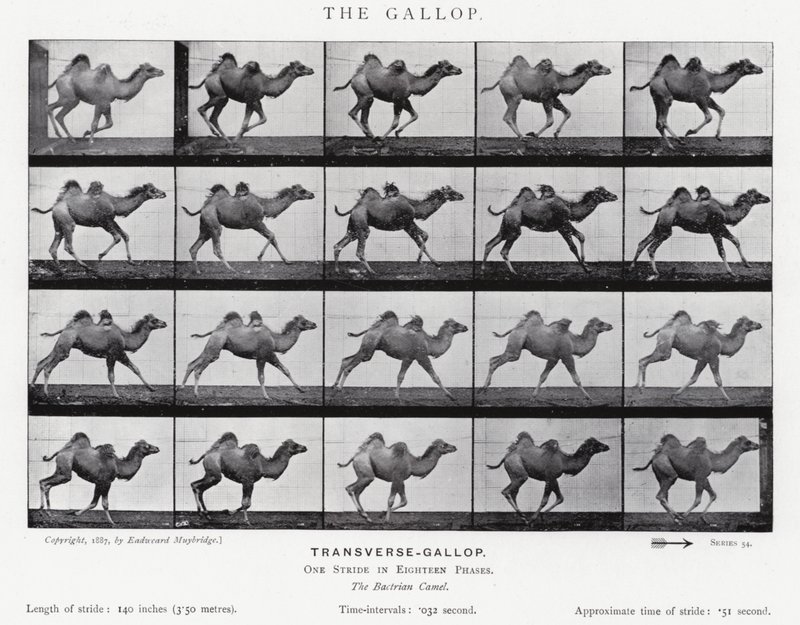 Eadweard Muybridge: The Gallop (b/w photo) بواسطة ايدويرد مويبريدج