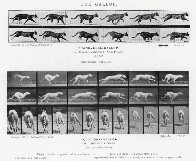 Eadweard Muybridge: غالوب (b / w photo) بواسطة ايدويرد مويبريدج