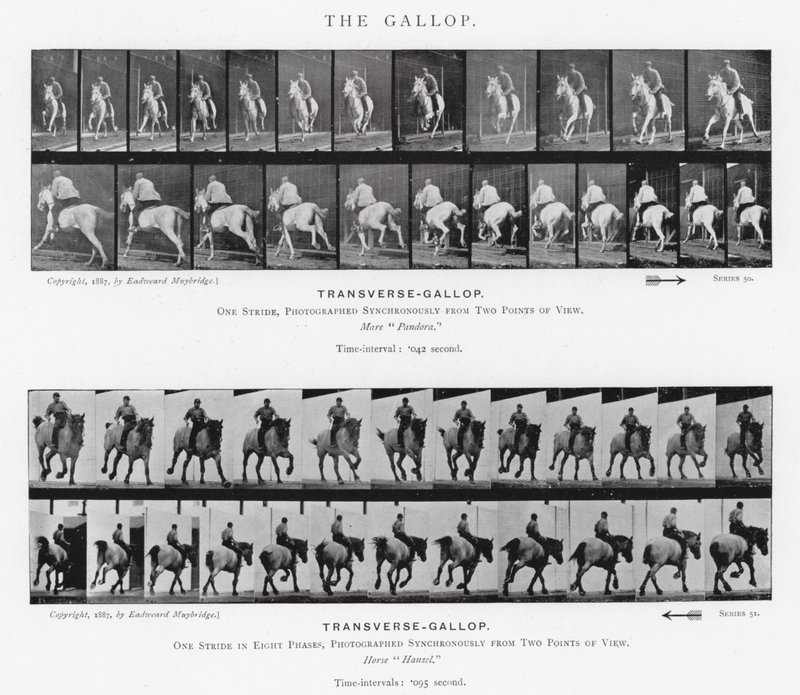 Eadweard Muybridge: غالوب (b / w photo) بواسطة ايدويرد مويبريدج