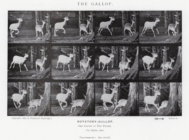 Eadweard Muybridge: غالوب (b / w photo) بواسطة ايدويرد مويبريدج