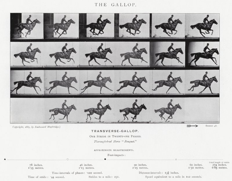 Eadweard Muybridge: غالوب (b / w photo) بواسطة ايدويرد مويبريدج