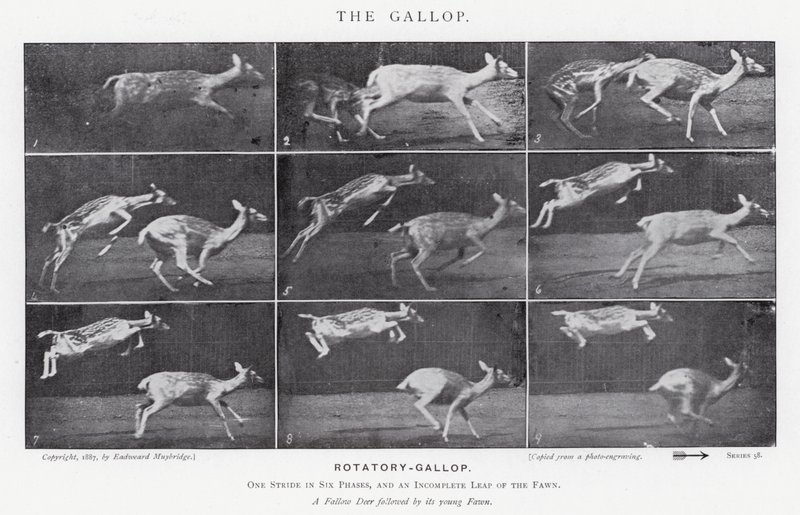 Eadweard Muybridge: غالوب (b / w photo) بواسطة ايدويرد مويبريدج