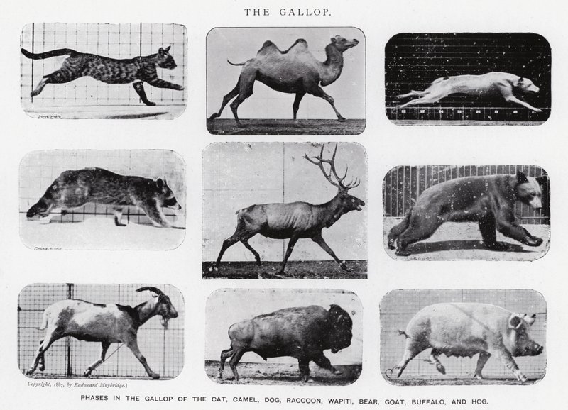 Eadweard Muybridge: غالوب (b / w photo) بواسطة ايدويرد مويبريدج