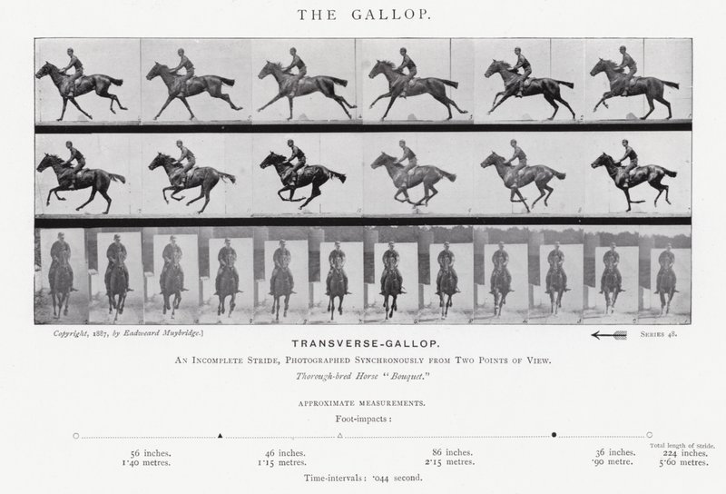Eadweard Muybridge: غالوب (b / w photo) بواسطة ايدويرد مويبريدج