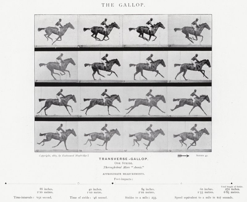 Eadweard Muybridge: غالوب (b / w photo) بواسطة ايدويرد مويبريدج