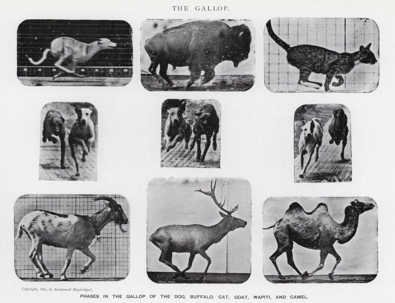 Eadweard Muybridge: غالوب (b / w photo) بواسطة ايدويرد مويبريدج
