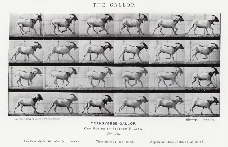 Eadweard Muybridge: غالوب (b / w photo) بواسطة ايدويرد مويبريدج