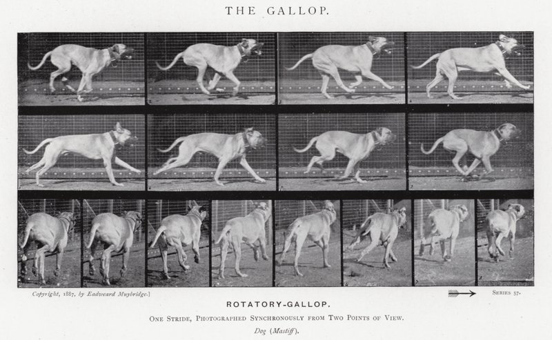 Eadweard Muybridge: غالوب (b / w photo) بواسطة ايدويرد مويبريدج