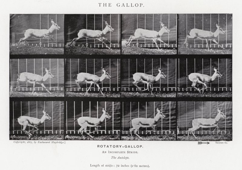 Eadweard Muybridge: غالوب (b / w photo) بواسطة ايدويرد مويبريدج