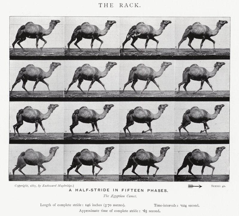Eadweard Muybridge: The Rack (صورة b / w) بواسطة ايدويرد مويبريدج