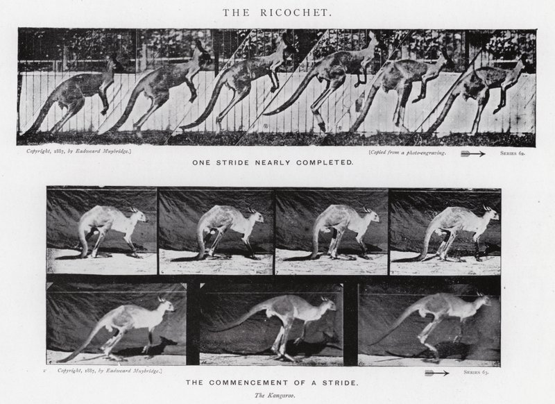 Eadweard Muybridge: The Ricochet (b/w photo) بواسطة ايدويرد مويبريدج