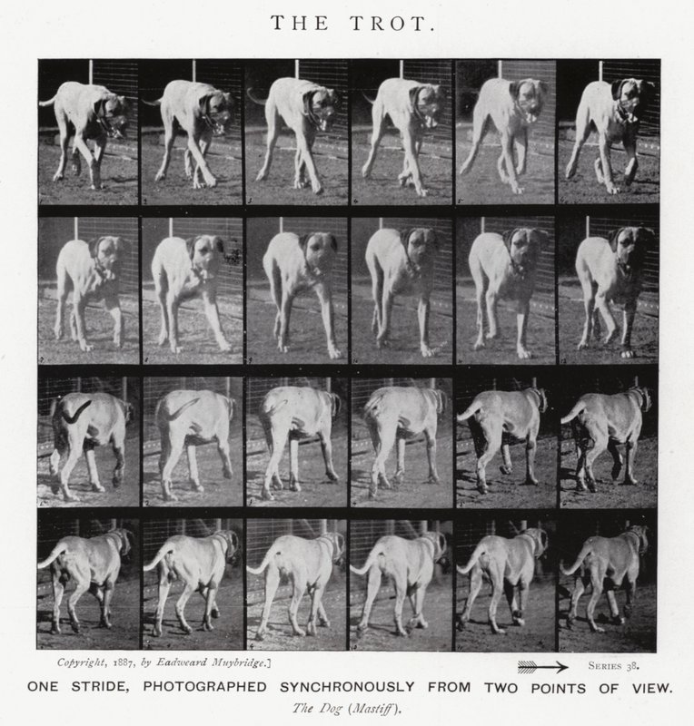 Eadweard Muybridge: The Trot (b/w photo) بواسطة ايدويرد مويبريدج