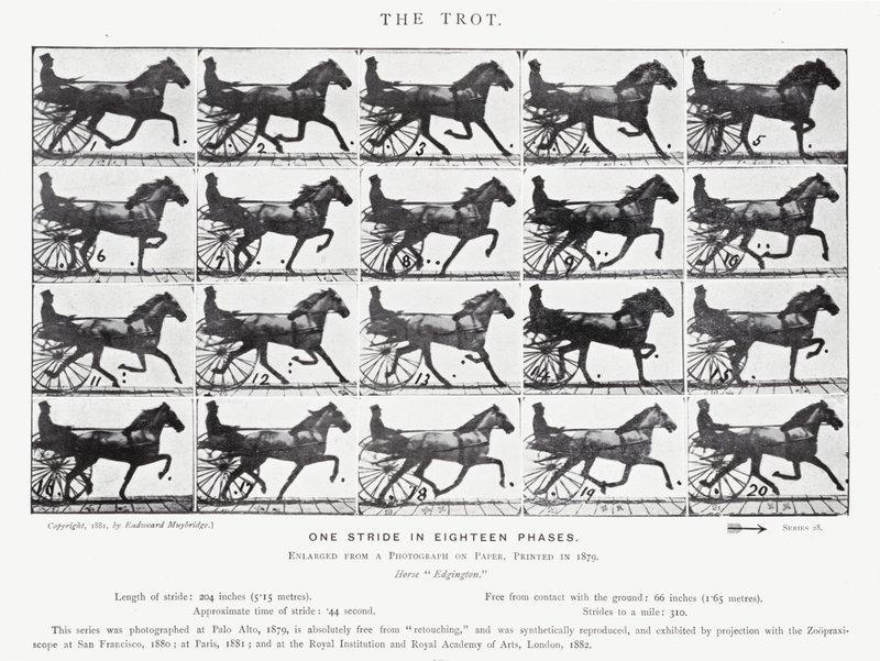 Eadweard Muybridge: The Trot (صورة b / w) بواسطة ايدويرد مويبريدج