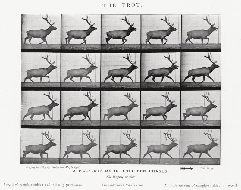 Eadweard Muybridge: The Trot (صورة b / w) بواسطة ايدويرد مويبريدج