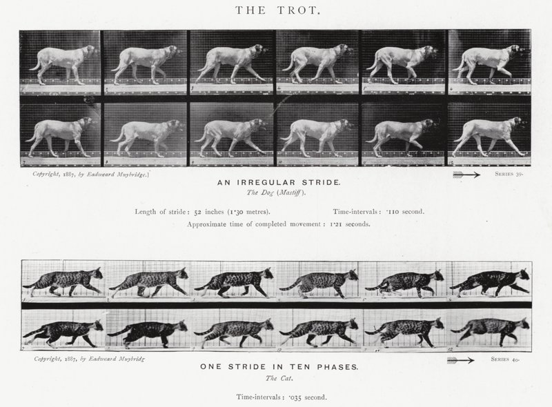 Eadweard Muybridge: The Trot (صورة b / w) بواسطة ايدويرد مويبريدج