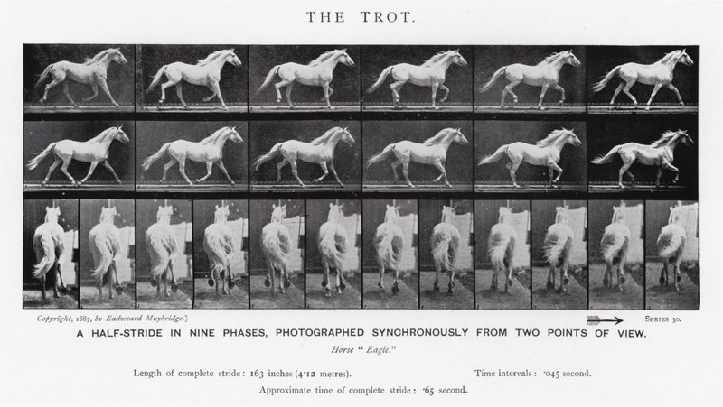 Eadweard Muybridge: The Trot (صورة b / w) بواسطة ايدويرد مويبريدج