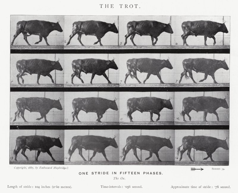 Eadweard Muybridge: The Trot (صورة b / w) بواسطة ايدويرد مويبريدج