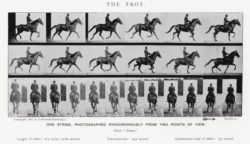 Eadweard Muybridge: The Trot (صورة b / w) بواسطة ايدويرد مويبريدج