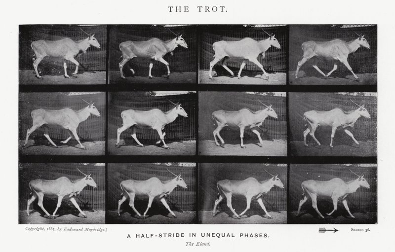 Eadweard Muybridge: The Trot (صورة b / w) بواسطة ايدويرد مويبريدج