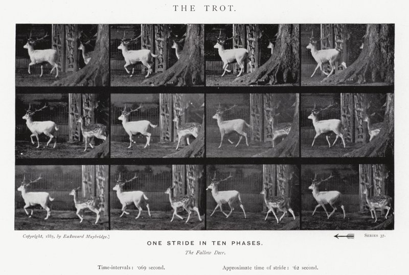 Eadweard Muybridge: The Trot (صورة b / w) بواسطة ايدويرد مويبريدج