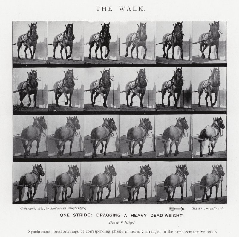 Eadweard Muybridge: The Walk (b/w photo) بواسطة ايدويرد مويبريدج