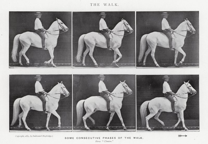 Eadweard Muybridge: The Walk (b/w photo) بواسطة ايدويرد مويبريدج