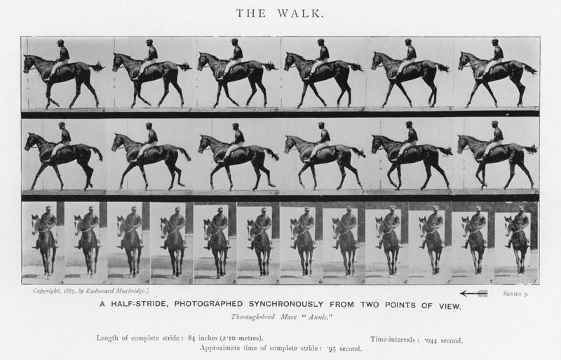 Eadweard Muybridge: The Walk (b/w photo) بواسطة ايدويرد مويبريدج