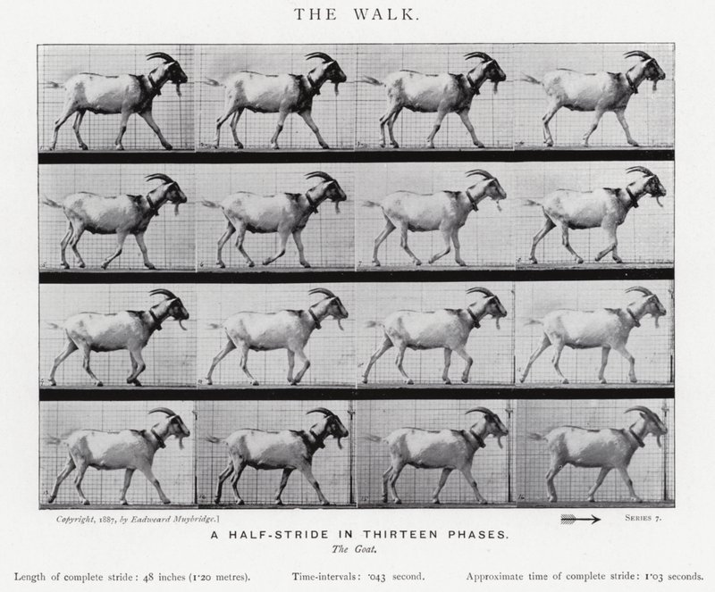 Eadweard Muybridge: The Walk (b/w photo) بواسطة ايدويرد مويبريدج