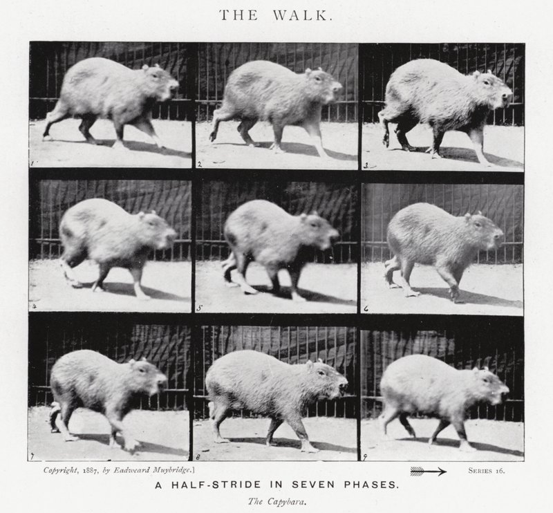Eadweard Muybridge: The Walk (b/w photo) بواسطة ايدويرد مويبريدج