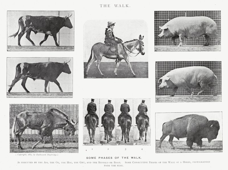 Eadweard Muybridge: The Walk (b/w photo) بواسطة ايدويرد مويبريدج