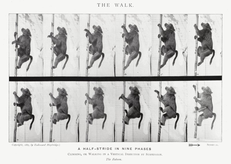 Eadweard Muybridge: The Walk (صورة b / w) بواسطة ايدويرد مويبريدج