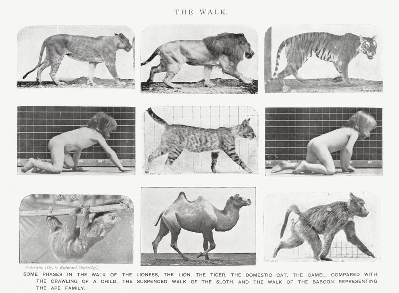 Eadweard Muybridge: The Walk (b/w photo) بواسطة ايدويرد مويبريدج