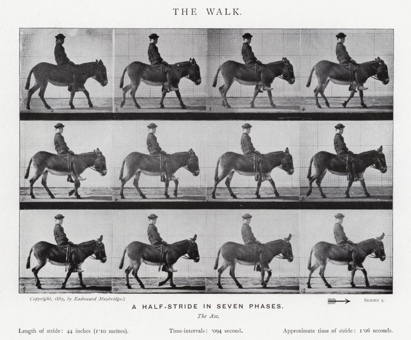 Eadweard Muybridge: The Walk (صورة b / w) بواسطة ايدويرد مويبريدج