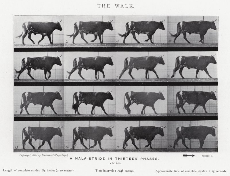 Eadweard Muybridge: The Walk (صورة b / w) بواسطة ايدويرد مويبريدج