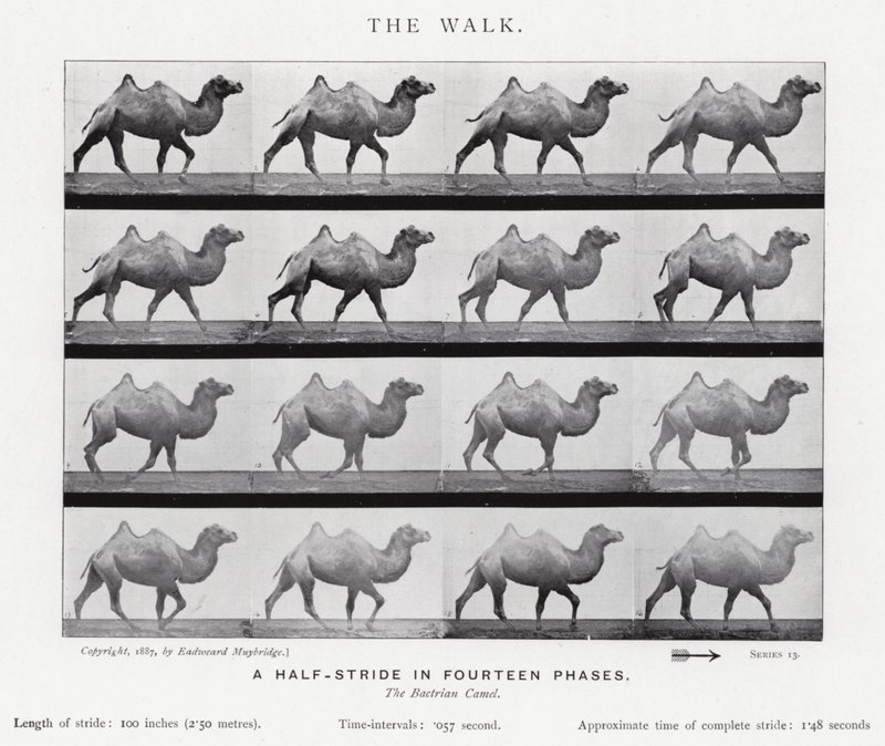Eadweard Muybridge: The Walk (صورة b / w) بواسطة ايدويرد مويبريدج