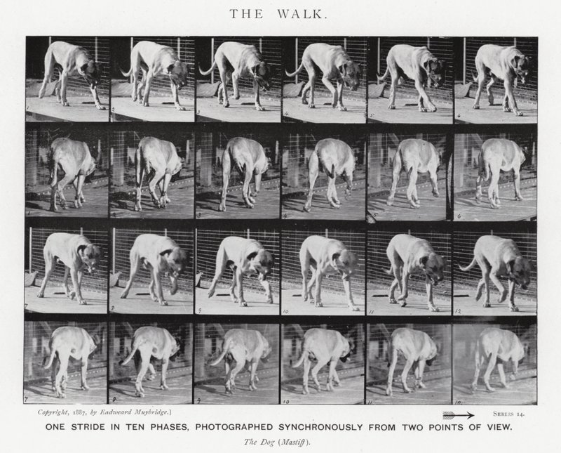 Eadweard Muybridge: The Walk (صورة b / w) بواسطة ايدويرد مويبريدج